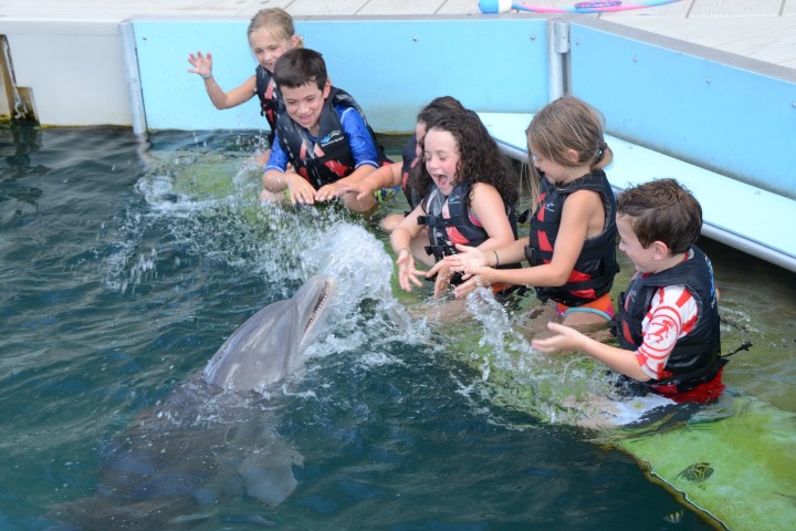 kids on dock with dolphin