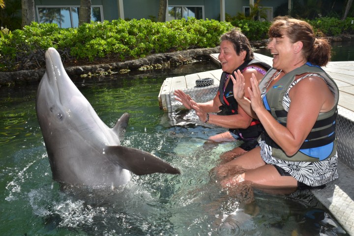 people playing with dolphin