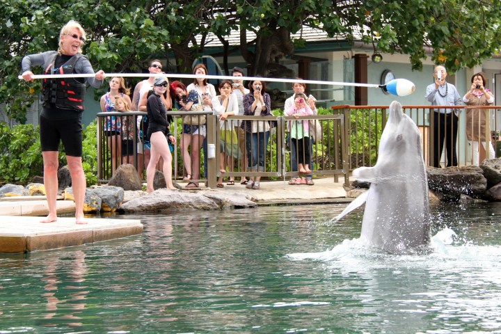 training dolphin