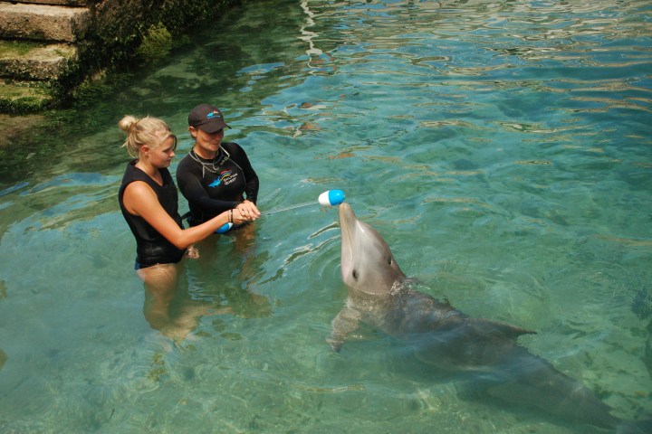 girl and trainer training dolphin