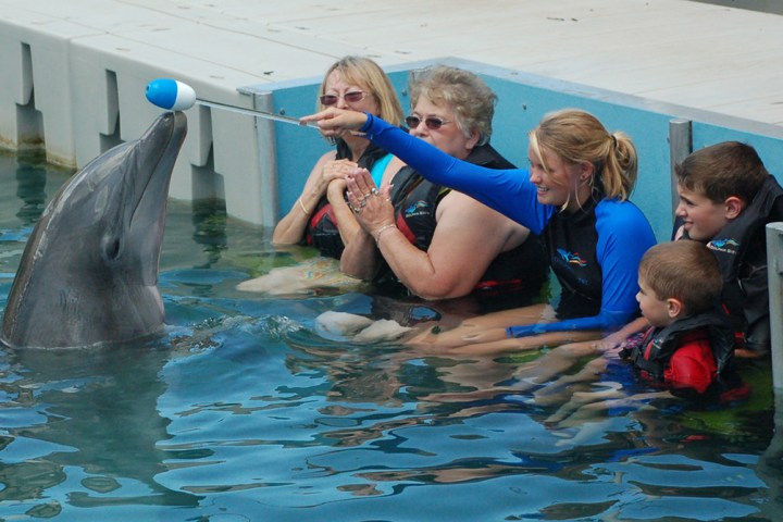 Family wearing wetsuits having dolphin training tour experience.