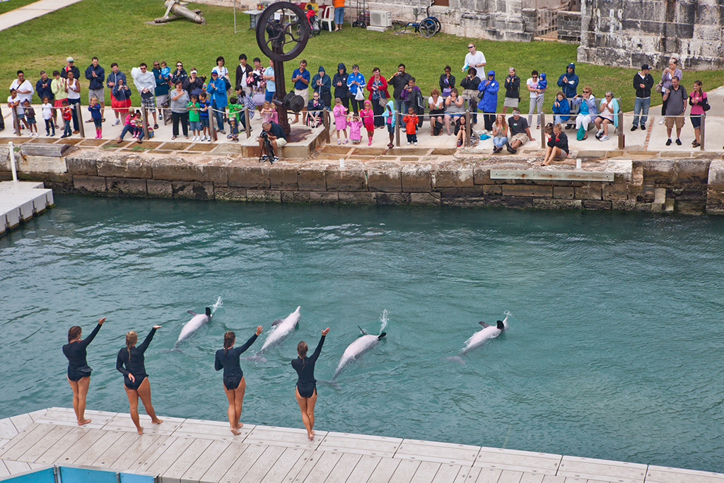 Dolphin Quest Bermuda Show