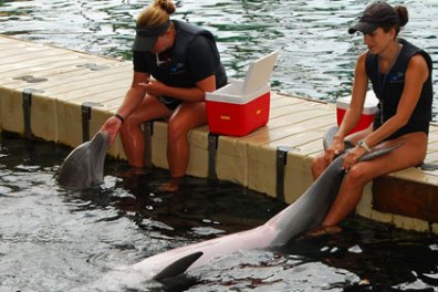 dqh.tds.dschiff1.0313