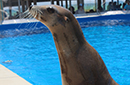 news_ammpa.sealion0305.sm news_ammpa.sealion0305.sm
