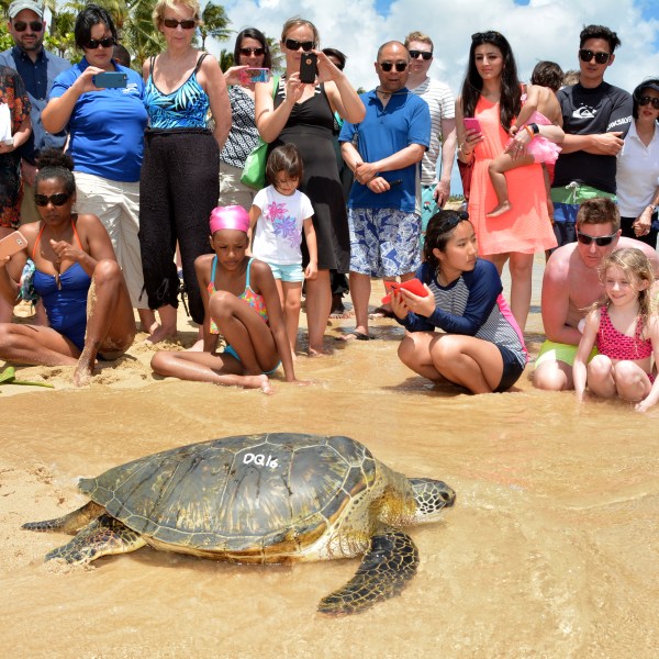 Green Turtle release1