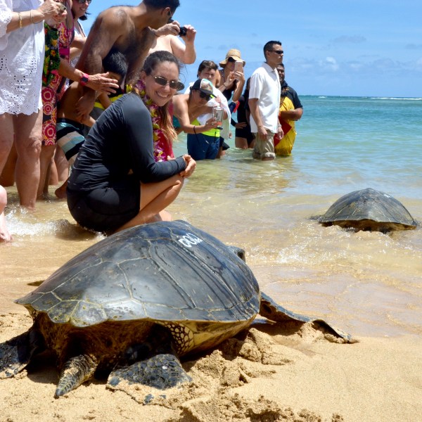 Green Turtle release3
