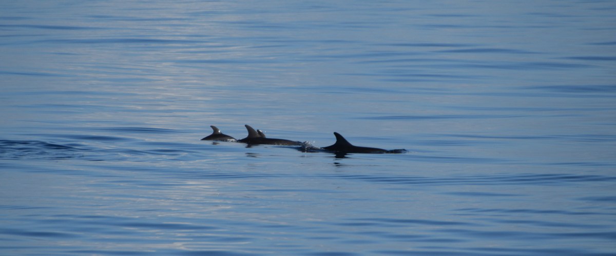 Bermuda Wild Dolphin Project | Dolphin Quest