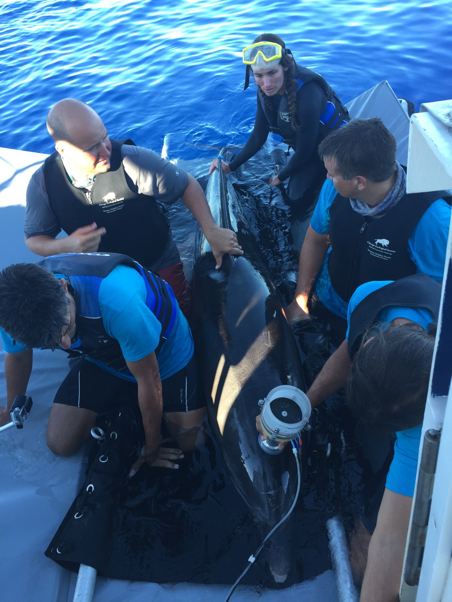 While the dolphin rests quietly on a mat before being released to rejoin the other dolphins, Dr. Fahlman and team collect a lung gas sample using a flowmeter gently held above dolphin’s blowhole.