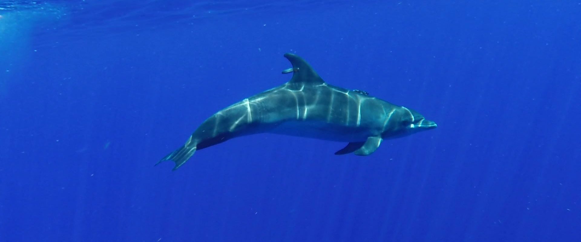 Dolphin calmly swims away to rejoin the other dolphins after health assessment by scientific team.