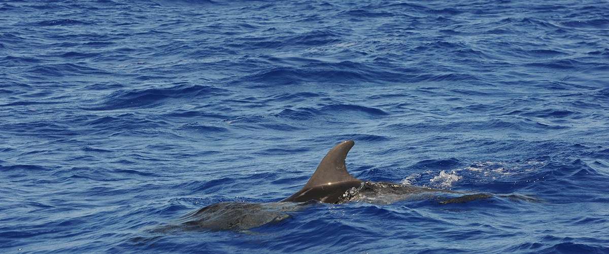 A close up photo of a dolphin's flipper in the ocean.