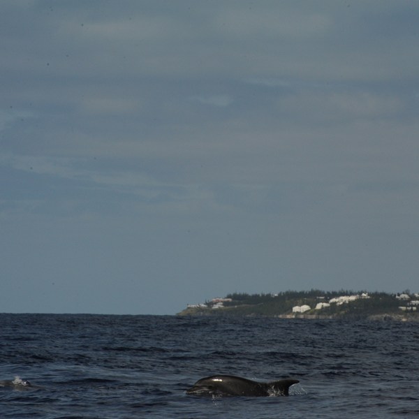 A dolphin swimming in the water.