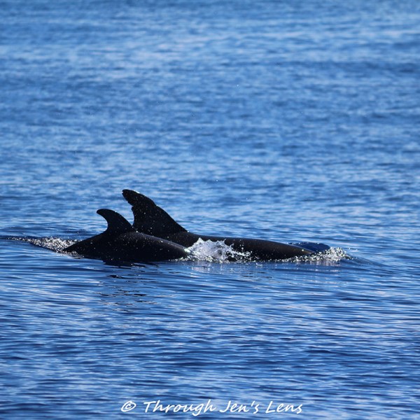 Dolphins swimming in the ocean.