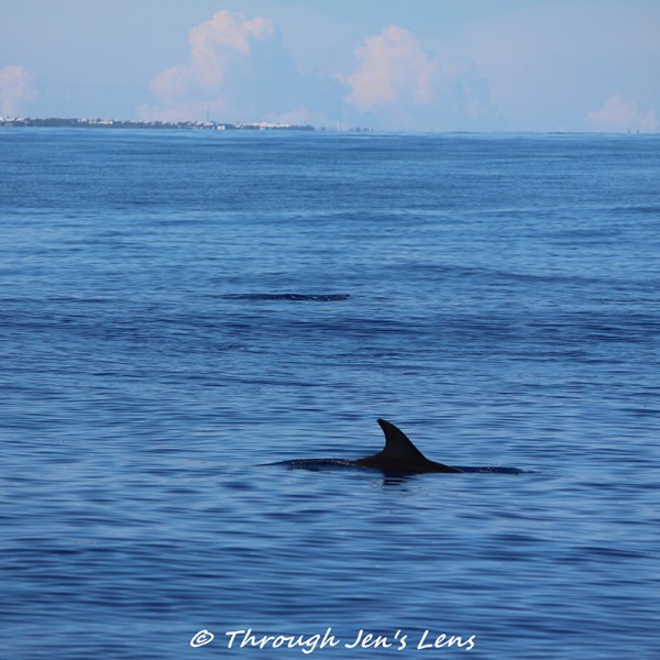 Dolphin swimming in the ocean.