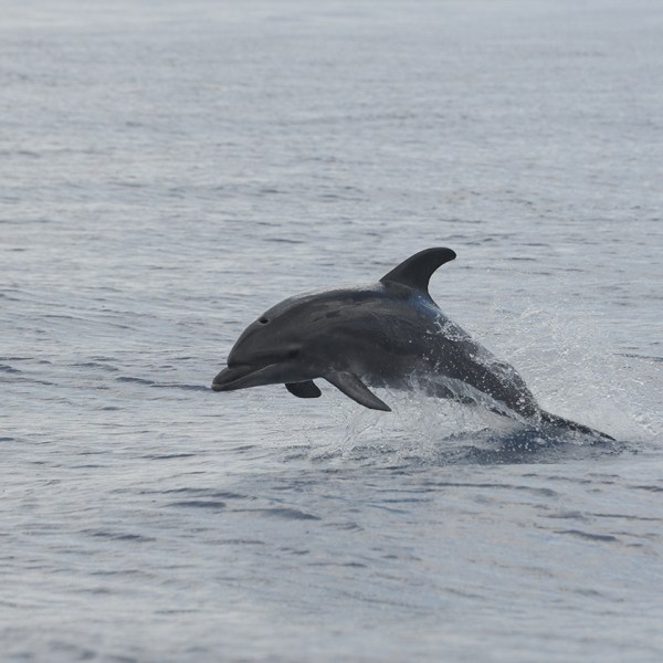 A dolphin leaping out of the water.