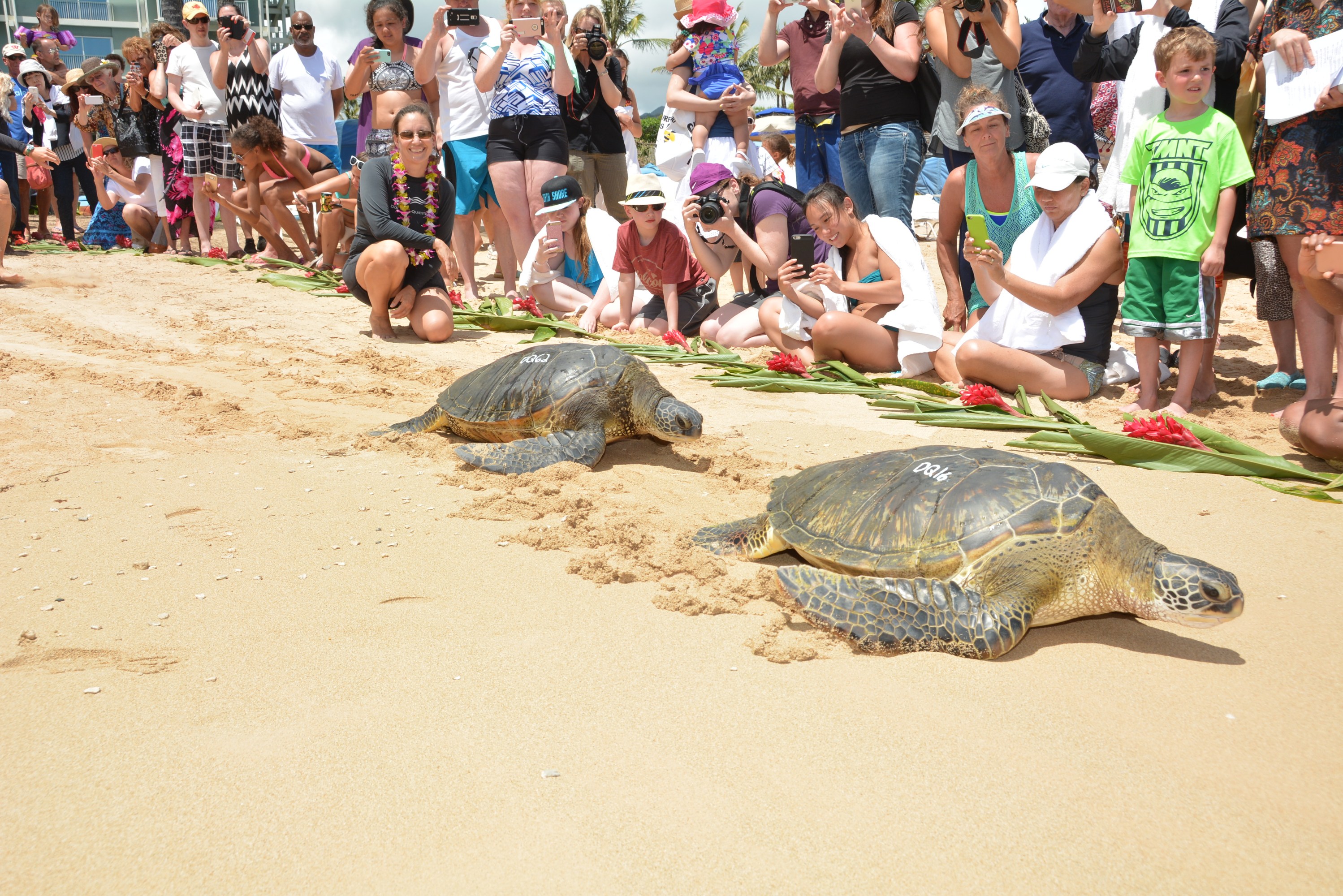 Sea turtles racing on the sand in front of the guests.