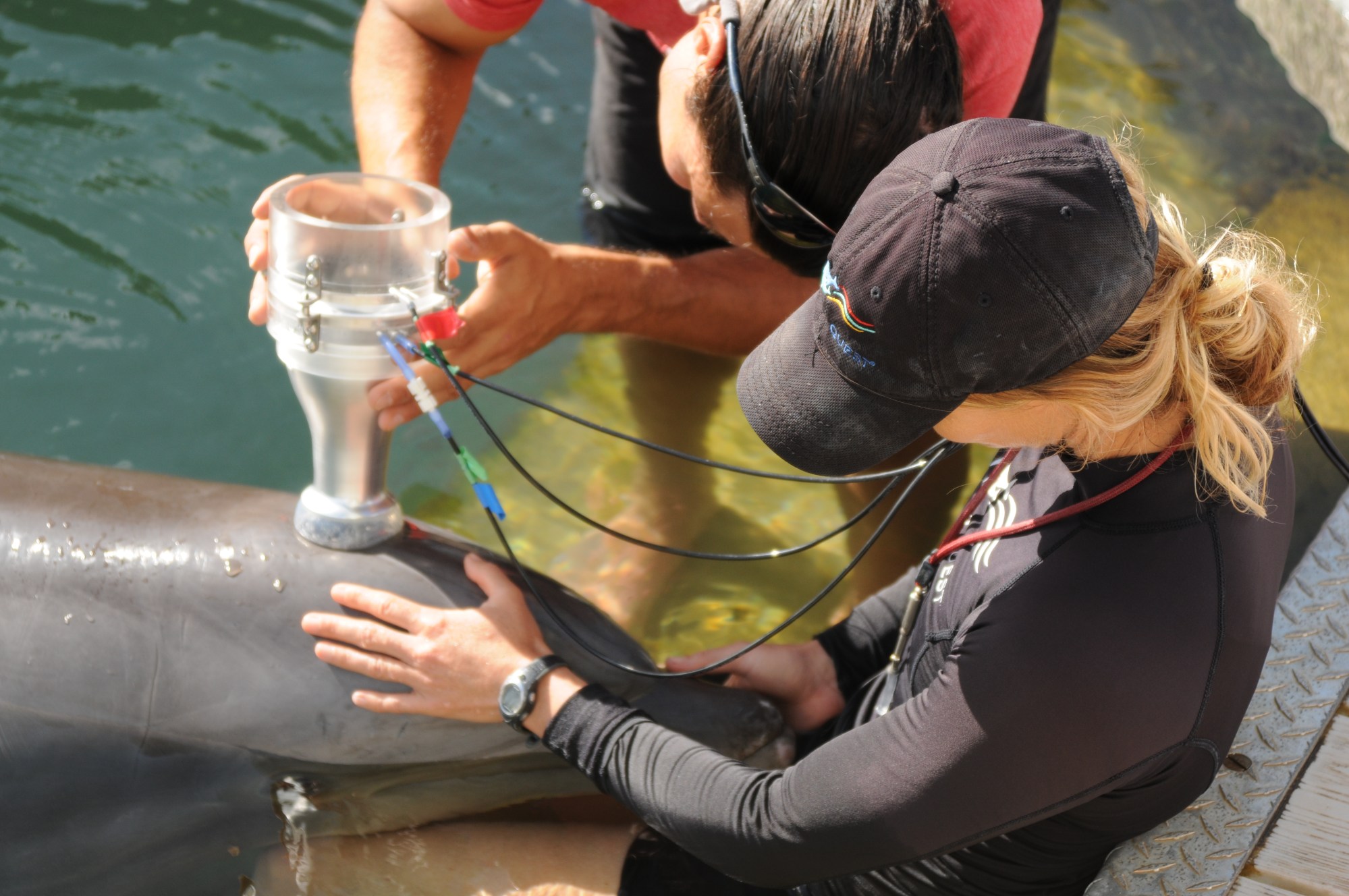 Dolphin Quest crew wearing wetsuits checking the dolphin's lungs. Dolphin Quest crew wearing wetsuits checking the dolphin's lungs.