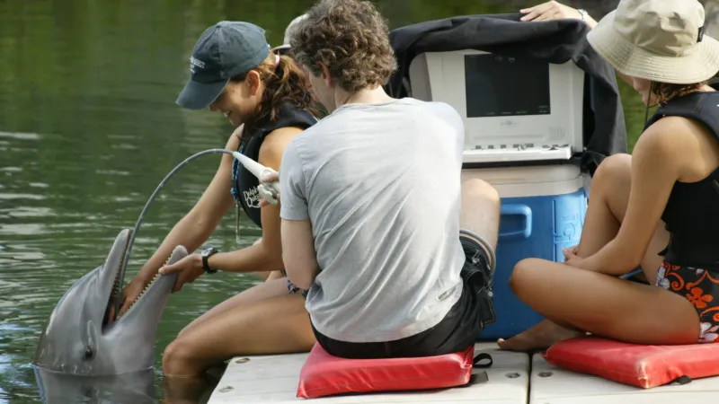 Dolphin quest crew checking the dolphin.
