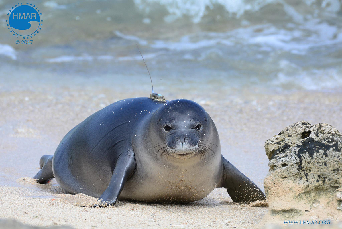 Sea lion off the water. Sea lion off the water.