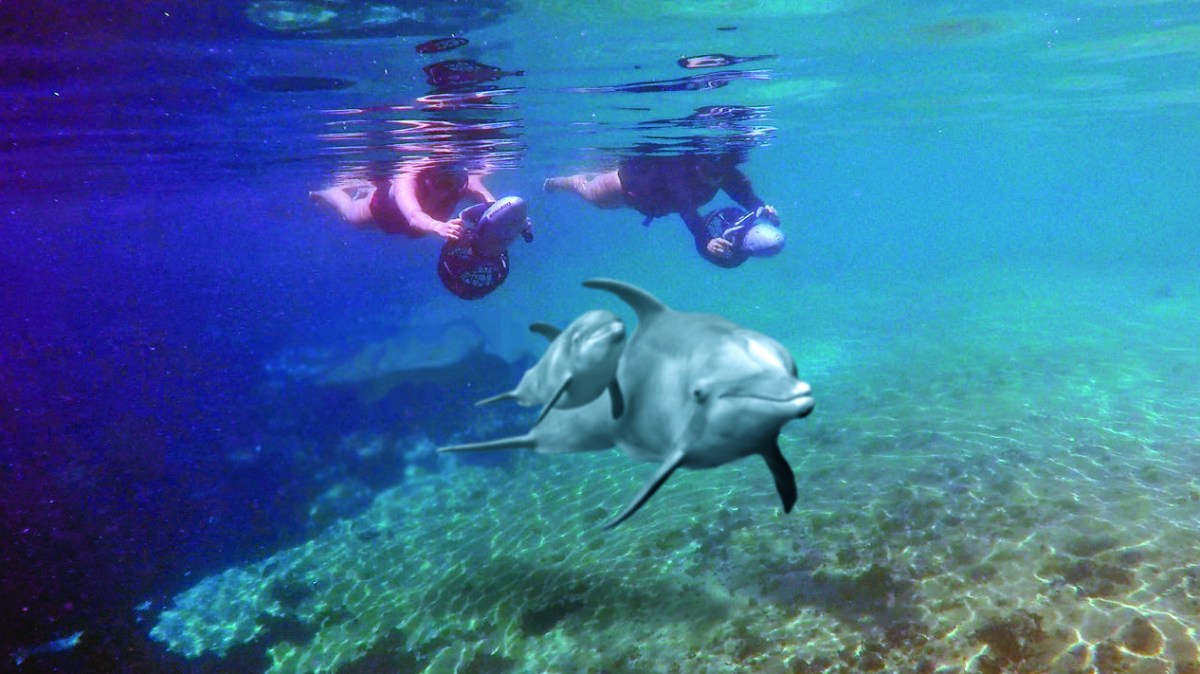 Two people wearing wetsuits on underwater dolphin adventures using scooters.