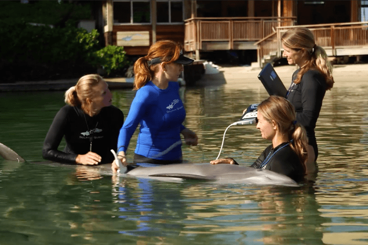 Crew members wearing wetsuits checking the dolphin.
