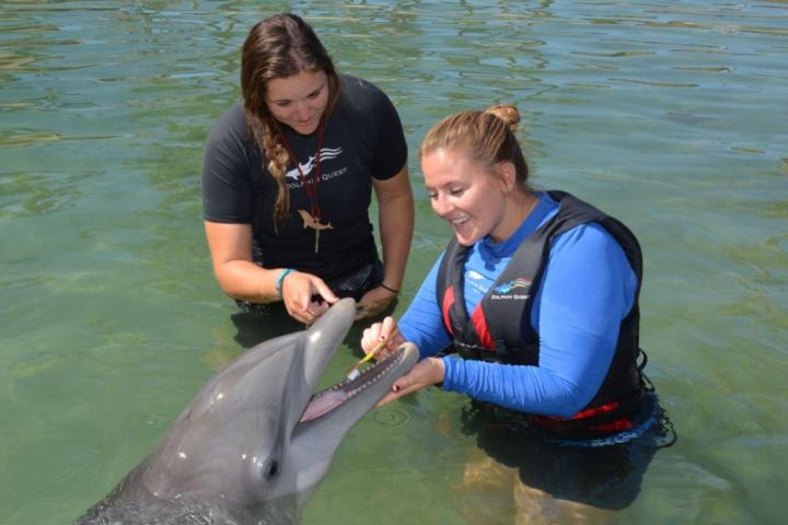Crew members wearing wetsuits brushing the dolphin's teeth.