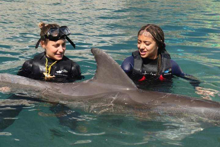 Two crew members in wetsuits training with a dolphin in a pool.