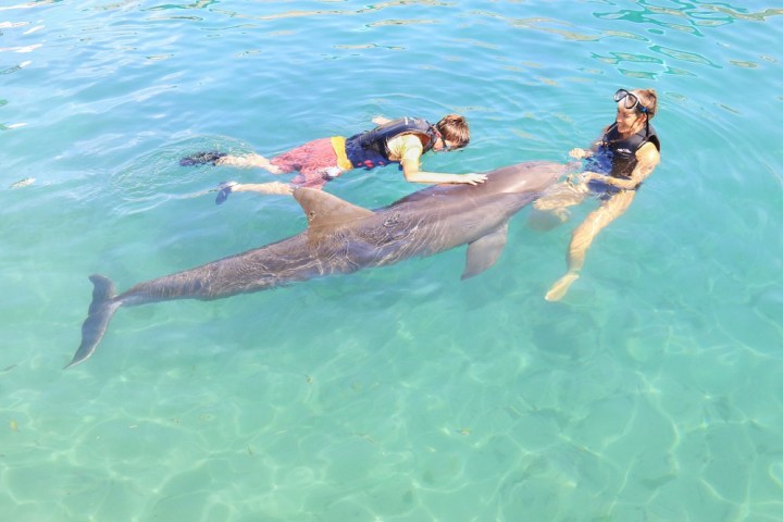 Two young guests having a dolphin interaction in the pool.
