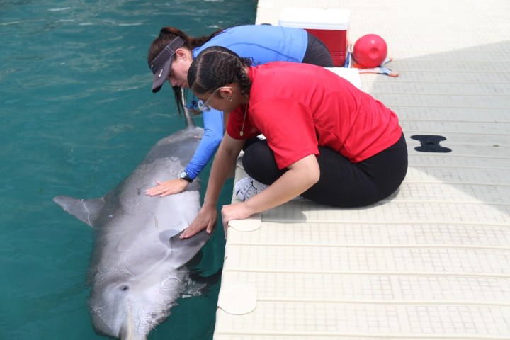 Two crew members in wetsuits training with a dolphin in a pool.