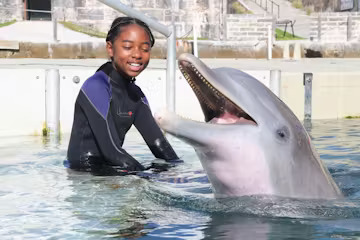 A dolphin interaction of a little girl in the pool.