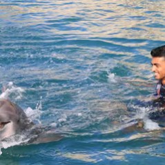 A dolphin interaction of a young man in the pool.