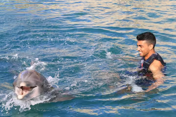 A dolphin interaction of a young man in the pool.