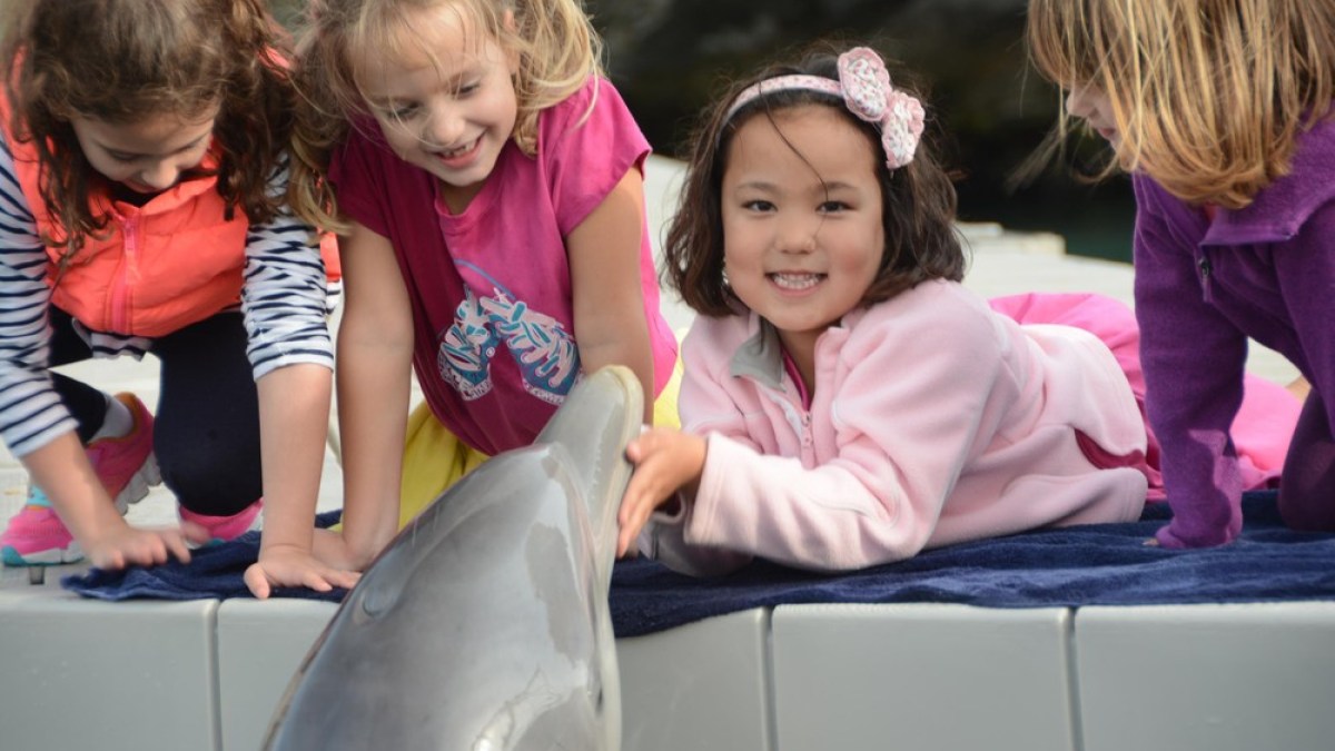 A group of little children having a dolphin encounter in the pool.