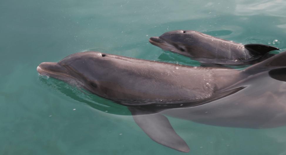 A dolphin and calf swimming in the water. A dolphin and calf swimming in the water.