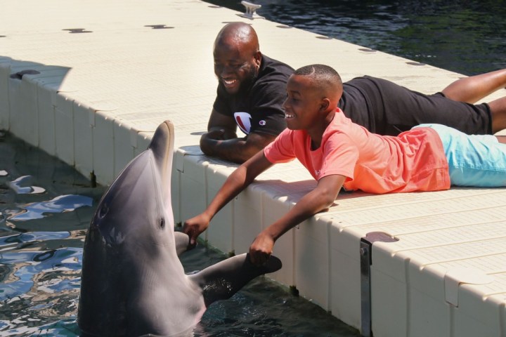 A father and a son having dolphin encounter in the pool.