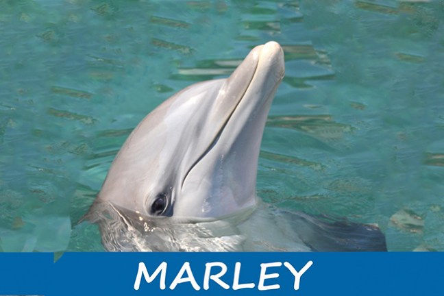 A dolphin swimming in the pool.