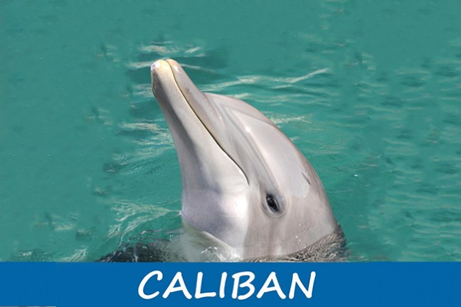 A dolphin swimming in the pool.