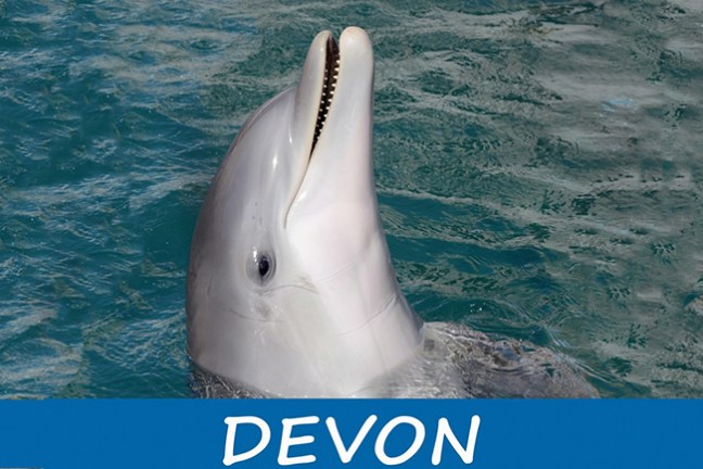 A dolphin swimming in the pool.