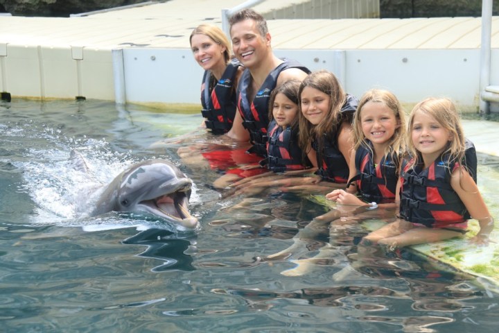 Dolphin encounter of a family wearing wetsuits in the pool.