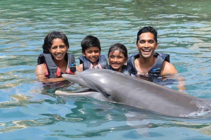 Dolphin encounter of a family wearing wetsuits in the pool.