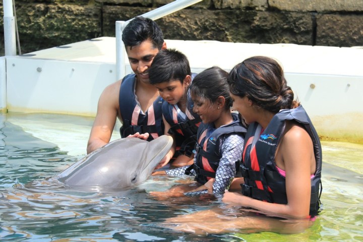 A family wearing wetsuits having dolphin experience in the pool.