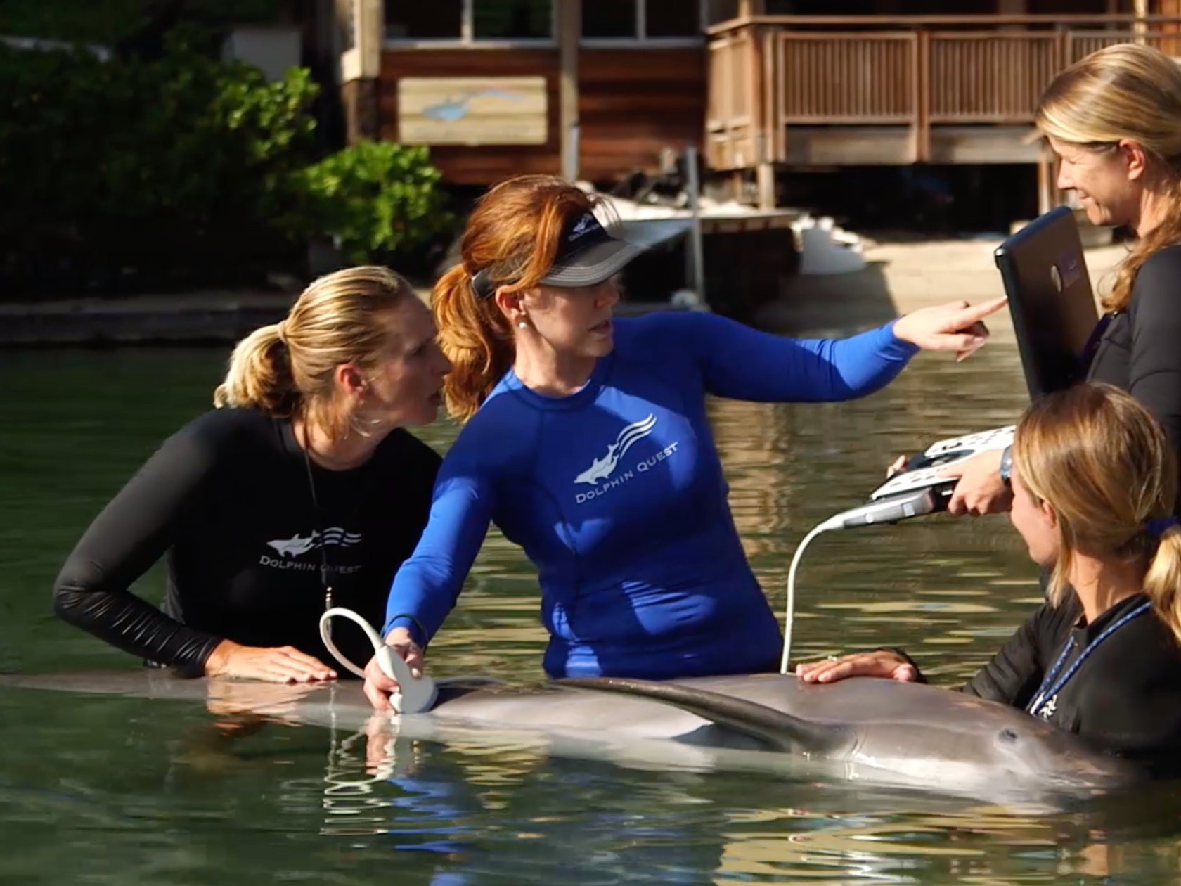 Dr. Rae Stone conducting an ultrasound on a dolphin together with the crew members wearing wetsuits in the pool.