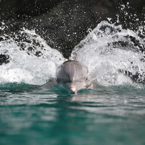 A dolphin playfully swimming in the water.