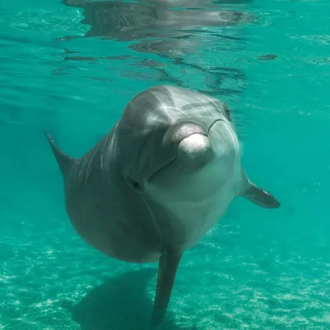 A dolphin swimming under the water.