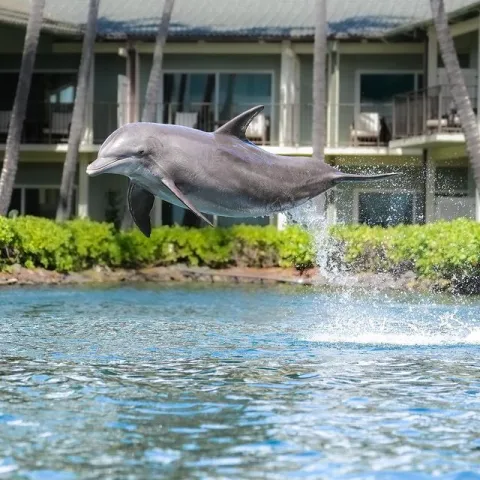 A dolphin leaping out of the water showing acrobatic skills.