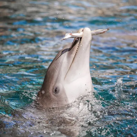 A dolphin catches a fish on the water.