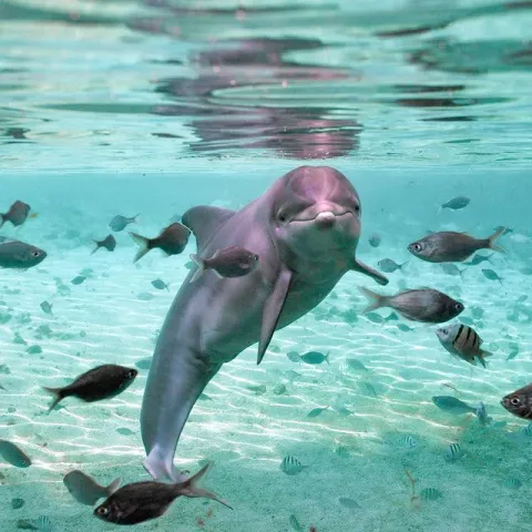 A dolphin and other fish swimming under the sea.