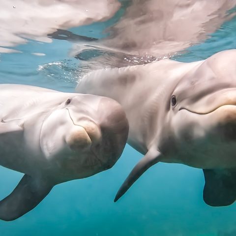 A pair of dolphins swimming under the ocean.