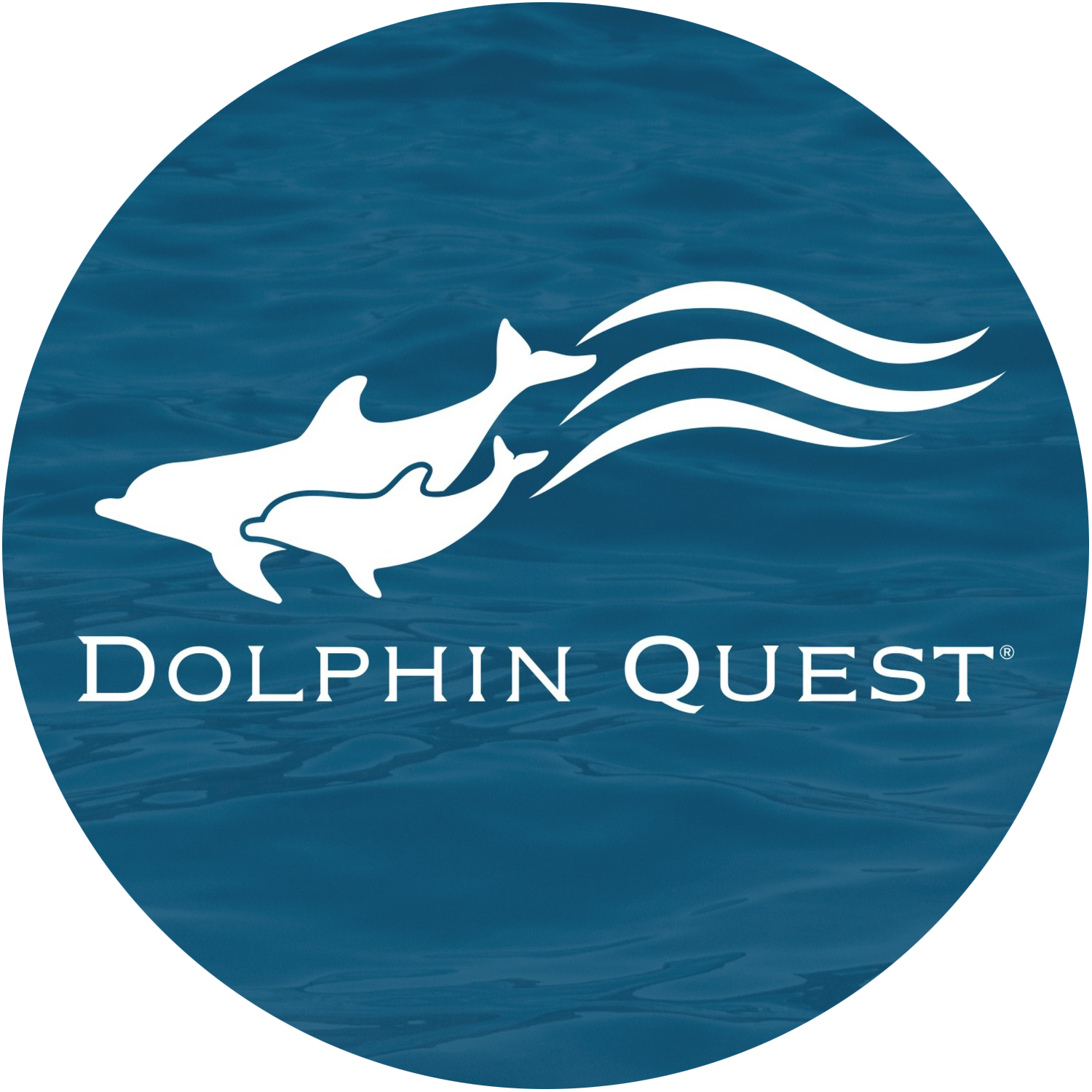 Dolphin Quest
