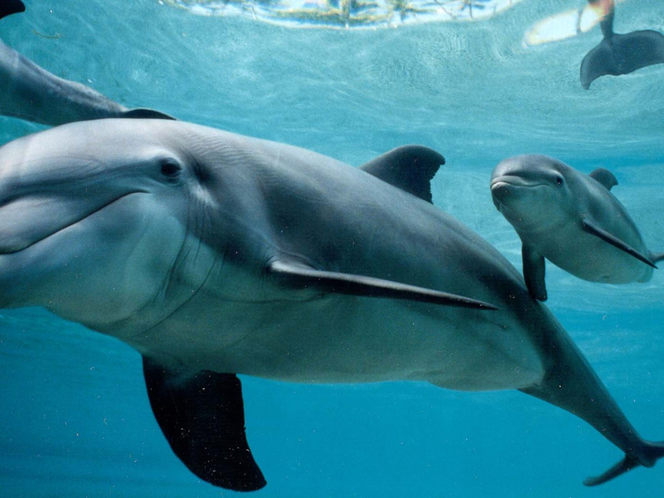 A group of dolphins swimming in the ocean.