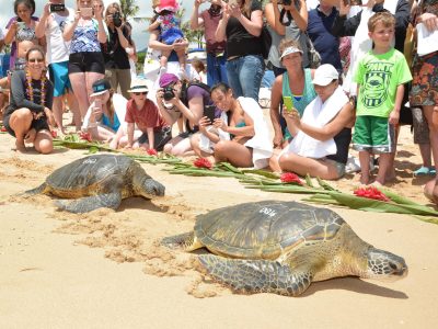 A crowd observing two turtles on the beach, captivated by the sight of the dolphin race happening nearby.